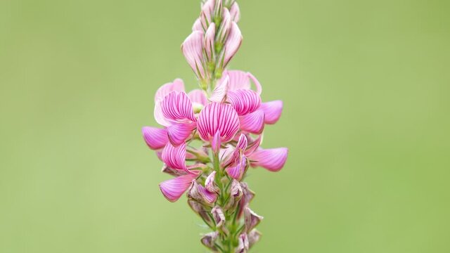 Pink flowers of sainfoin, Onobrychis viciifolia