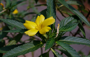 Yellow, five petaled, buttercup-like flowers bloom prolifically on the buttercup bush, also commonly called Cuban buttercup or yellow alder, Buttercup Bush 