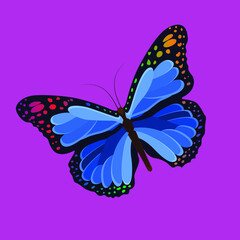butterfly vector illustration