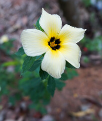 Turnera subulata or white buttercup