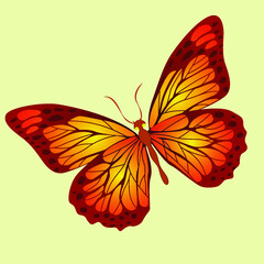 butterfly vector illustration
