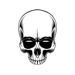 clip art anatomy skull in beground white