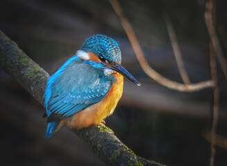Eisvogel am Flussufer