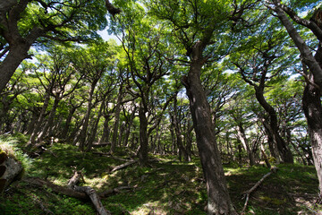 Patagonia Forest