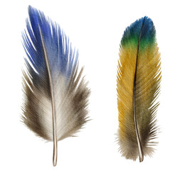 Watercolor hand drawn bird feathers isolated on white background