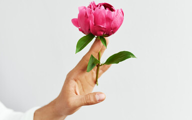 Closeup image of a man's hand holding a beautiful fresh pink peony in hand as a gift for Valentine's day, proposal, or wedding day. Male's fingers carrying a flower, isolated on the grey background.