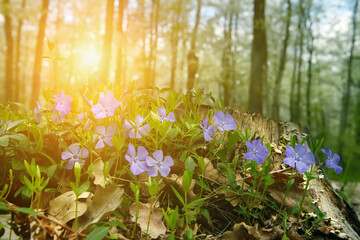 Delicate blue periwinkle flowers in a clearing in the forest. spring forest. 