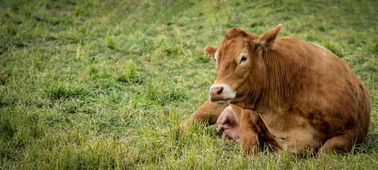 Funny animal pictures background - brown cow lies with her herd on a green meadow