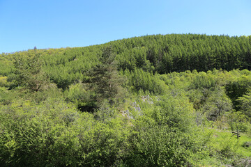 Fototapeta na wymiar A rural landscape showing the Dyfi forest in late spring in Gwynedd, Wales, UK.