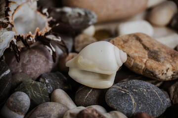 seashells and pebbles piled on the table