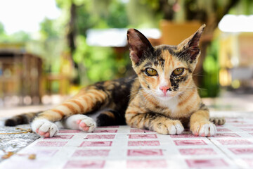 Three colored kittens look cute.