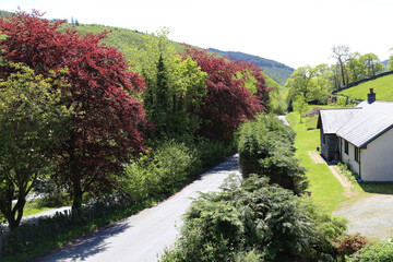 A rural landscape showing the Dyfi forest in late spring in Gwynedd, Wales, UK.
