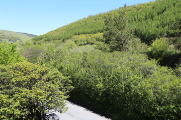 A rural landscape showing the Dyfi forest in late spring in Gwynedd, Wales, UK.
