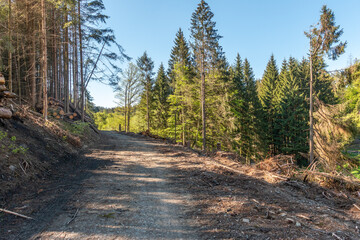 Das Werk des Borkenkäfers