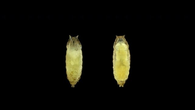 Pupa of fruit fly Drosophila melanogaster under a microscope, order Diptera. A pest that develops in fruits, vegetables, food debris. Visible movement of internal organs