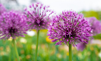 bright purple bulbous flowers on a bright background