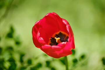 Red Tulip flower close up shot in the garden. On a bright green blured background. spring flowers background