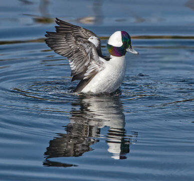 Bucephalus alveolar (bufflehead drake duck) spreading wings and flicking off water in a pond showing both green and purple iridescence on head and perfect white feather detail