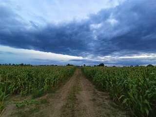 Fototapeta na wymiar chmury kukurydza 