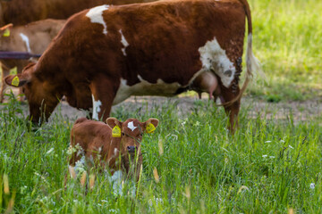 cows in the meadow