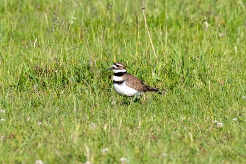 Killdeer (Charadrius vociferus) standing in a grassy farm field in Canada. This adult is patrolling the area to protect its young that are in the nearby nest.