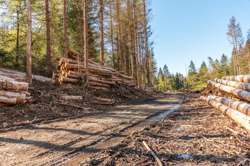 Das Werk des Borkenkäfers