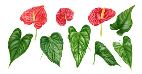 Realistic tropical botanical foliage plants. Set of tropical anthurium leaves and flowers. Hand painted watercolor illustration isolated on white.