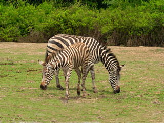Fototapeta na wymiar Two zebra animal in the natural wild.