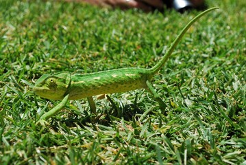 kameleon-4 © onslow18