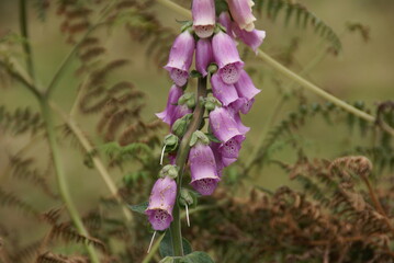 Flores hermosas