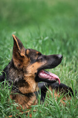 Charming black and red German Shepherd puppy lies in green grass and looks carefully to side with its tongue sticking out. Young thoroughbred dog. Puppy for desktop screensaver or for puzzle.