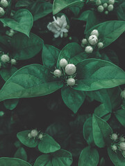 white flower on the background