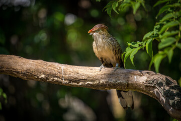 guira guira portrait in nature