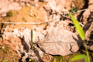 Trithemis arteriosa en Ouganda