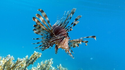 Fototapeta na wymiar Lion Fish in the Red Sea.