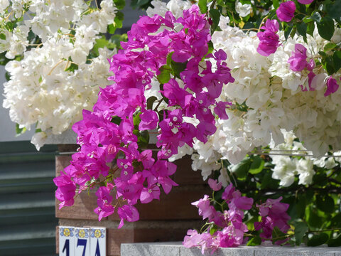 White and purple flowers blooming on a great bougainvillea shrub