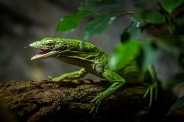 Green tree monitor eating Grasshopper