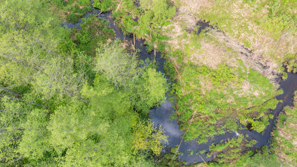 Forest river with dead tree log lying over