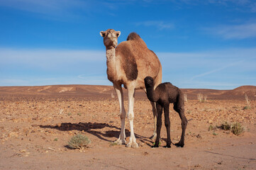 wild camel family with cubs in the El Gouera desert in the Sahara