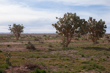Obraz premium last islands of green trees ant desert rukola arugula in the begining of endless expanses of the Sahara