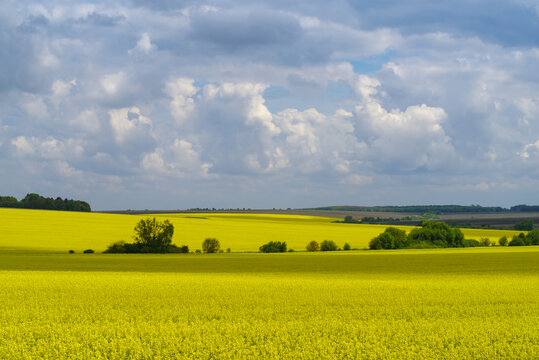 Rapeseed field, Podilia region, South-Western Ukraine