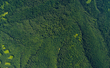 Aerial view of the forest, Krasnodar region