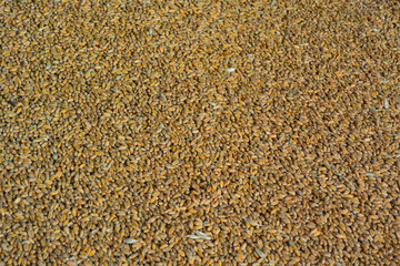 harvested wheat grain close up