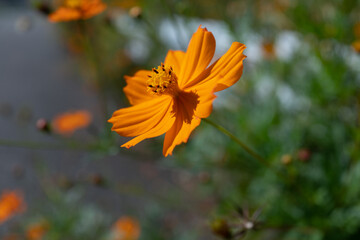 Orange color cosmos in the garden