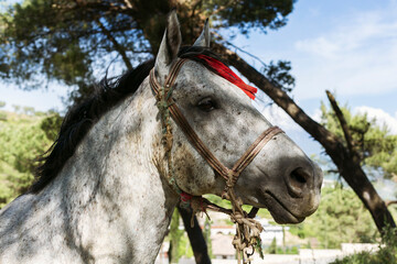 Horse in Albania, Albanian mountains, Kruja castle