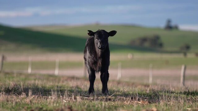 Healthy Murray Grey and Angus cows on Pasture in Australia. 