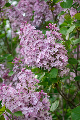 Lilac flowers on a green background