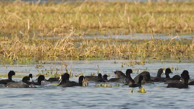 full shot of Eurasian or common coot or Australian coot or Fulica atra flock of birds floating or dabbling in water at keoladeo ghana national park or bharatpur bird sanctuary rajasthan india