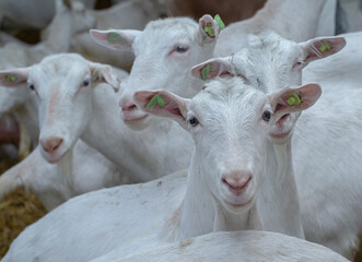 Goats at goat farm Netherlands. Agriculture.