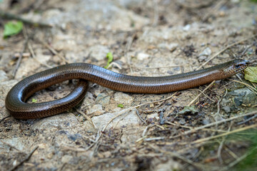 Slow worm meanders through the forest